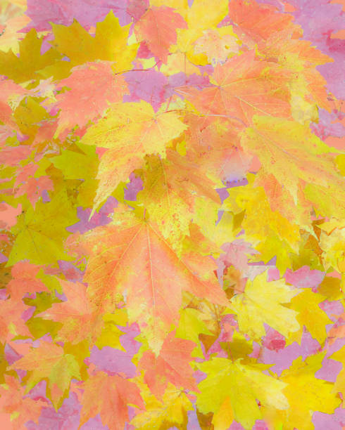 istock Leaves Background - Bright Autumn Leaf Colors 1373177410