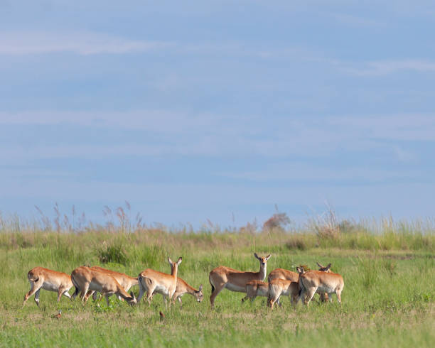 istock A small herd of Red Lechwe, Kobus leche, in Chobe NP, Botswana 1373178365