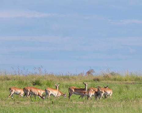 A small herd of Red Lechwe, Kobus leche, consisting of females and young animals, in a marshy area of Chobe National Park, Botswana.