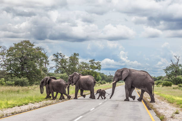 African Bush Elephants including baby, crossing the Golden Highway in Namibia stock photo