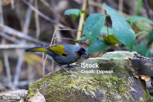 istock Laughingthrush bird : adult Silver-eared laughingthrush (Trochalopteron melanostigma) 1373178436