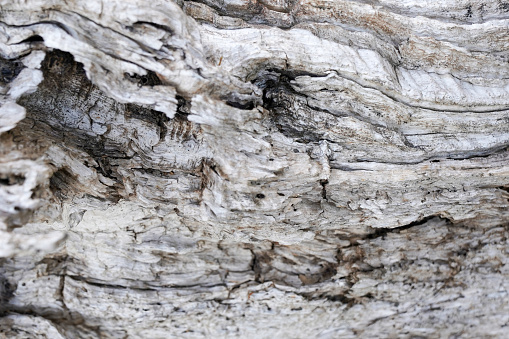 gray tree bark close-up