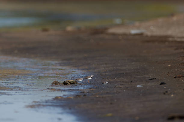 istock Plover bird : adult Common ringed plover or ringed plover (Charadrius hiaticula). 1373179591