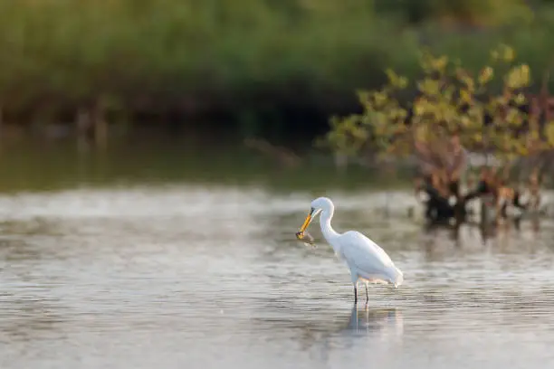 Photo of Egret bird :  adult Great egret (Area alba), also known as common egret, large egret, or great white egret or great white heron.