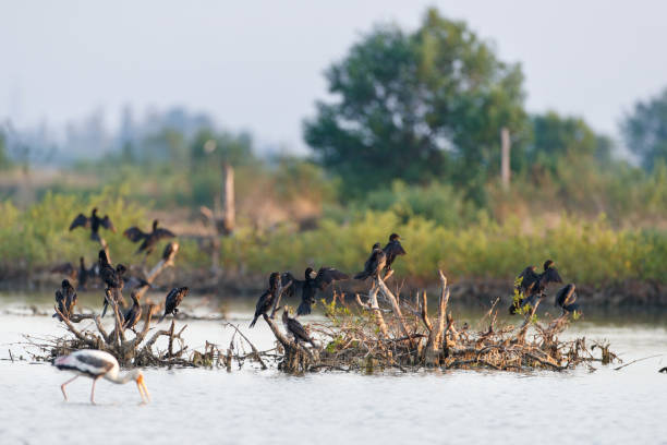 istock Cormorant bird : a flock of Little cormorant (Microcarbo niger). 1373180416