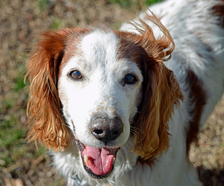 Senior Welsh Springer Spaniel looking happy and hopeful.