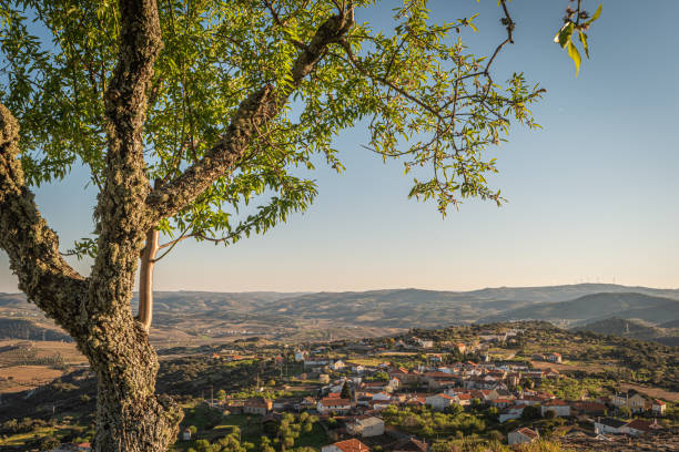 istock Almond nuts growing on a tree branch in almond orchard. Selective focus. Landscape for the view to Freixo de Numao, Vila Nova de Foz Coa, Portugal 1373184758