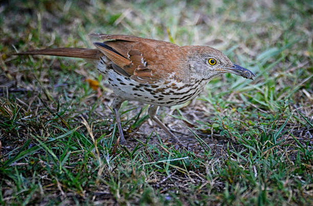 istock Brown Thrasher Catching a Meal 1373184810