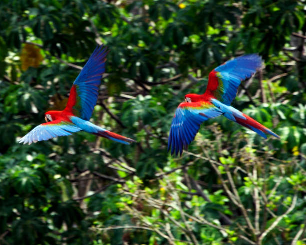 ภาพโคลสอัพของ scarlet macaw (ara macao) สองสีที่บินผ่านพื้นหลังของป่าสีเขียวหนาแน่นภายใน pampas del yacuma ประเทศโบล - scarlet macaw ภาพสต็อก ภาพถ่ายและรูปภาพปลอดค่าลิขสิทธิ์