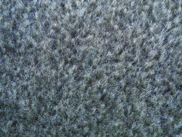 istock Gray carpet or felt close-up. Hairy surface. Carpeting - soft roll or piece flooring, consisting of pile and one- or two-layer base. Gray grey background. 1373189699