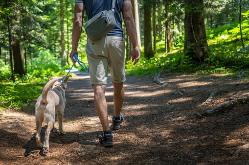 Cropped back view of man walking with dog on leash. Hiking in forest. Lush green foliage. Relaxing in nature.