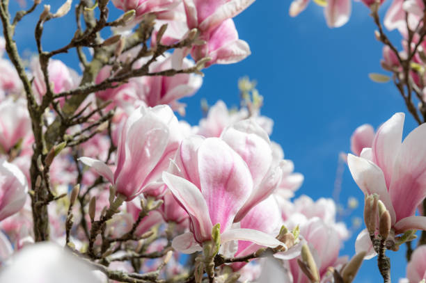 istock Pink Magnolia Tree with Blooming Flowers during Springtime 1373190028
