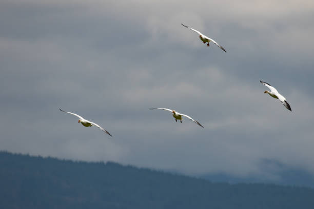 istock Winter Snow Geese Flocks in Skagit Valley Washington 1373190269