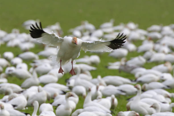 istock Snow Goose Calls to Flock While Landing 1373190280