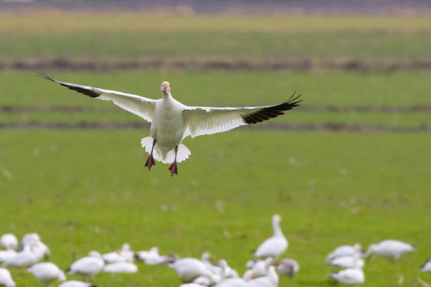 istock Snow Goose Calls to Flock While Landing 1373190286