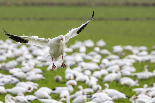 Snow Goose Calls to Flock While Landing