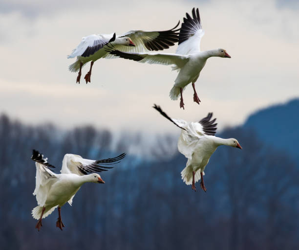 istock Winter Snow Geese Flocks in Skagit Valley Washington 1373190315