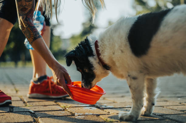 istock Beautiful dog drinking water from the portable bowl while out during walk 1373190996