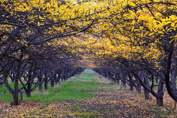 istock Apple tree orchard bright yellow autumn fall leaves in Provo Utah County along the Wasatch Front Rocky Mountains. USA. 1373191784
