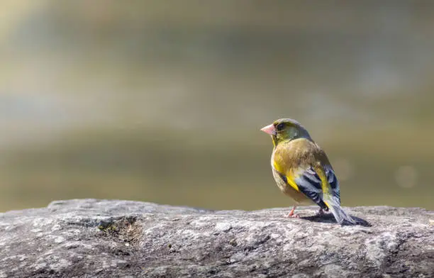 Oriental greenfinch (kawarahiwa) on rock by the lake
