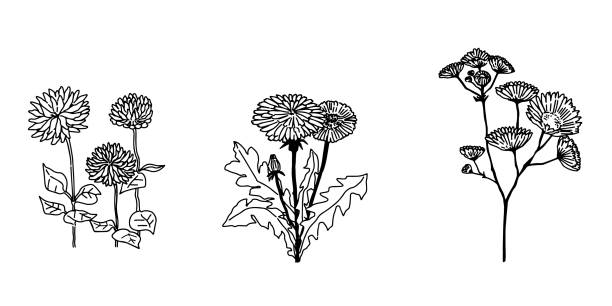 illustrazioni stock, clip art, cartoni animati e icone di tendenza di illustrazioni di line art alla moda di fiori primaverili - dandelion single flower flower white