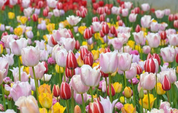 istock Colorful tulip flowers 1373205659