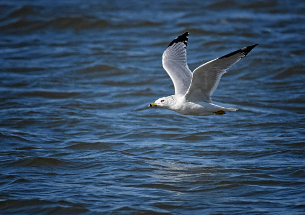 istock Ring-billed Gull Flying Sideways Over Blue Water 1373205723