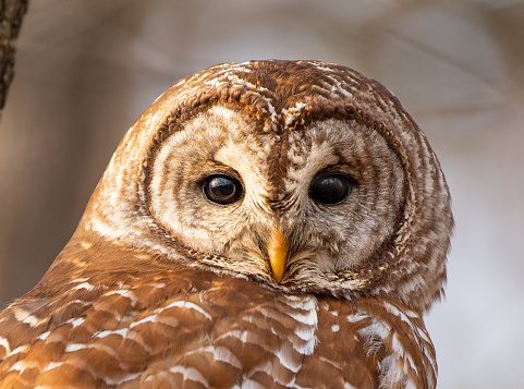 Close up of barred owl head