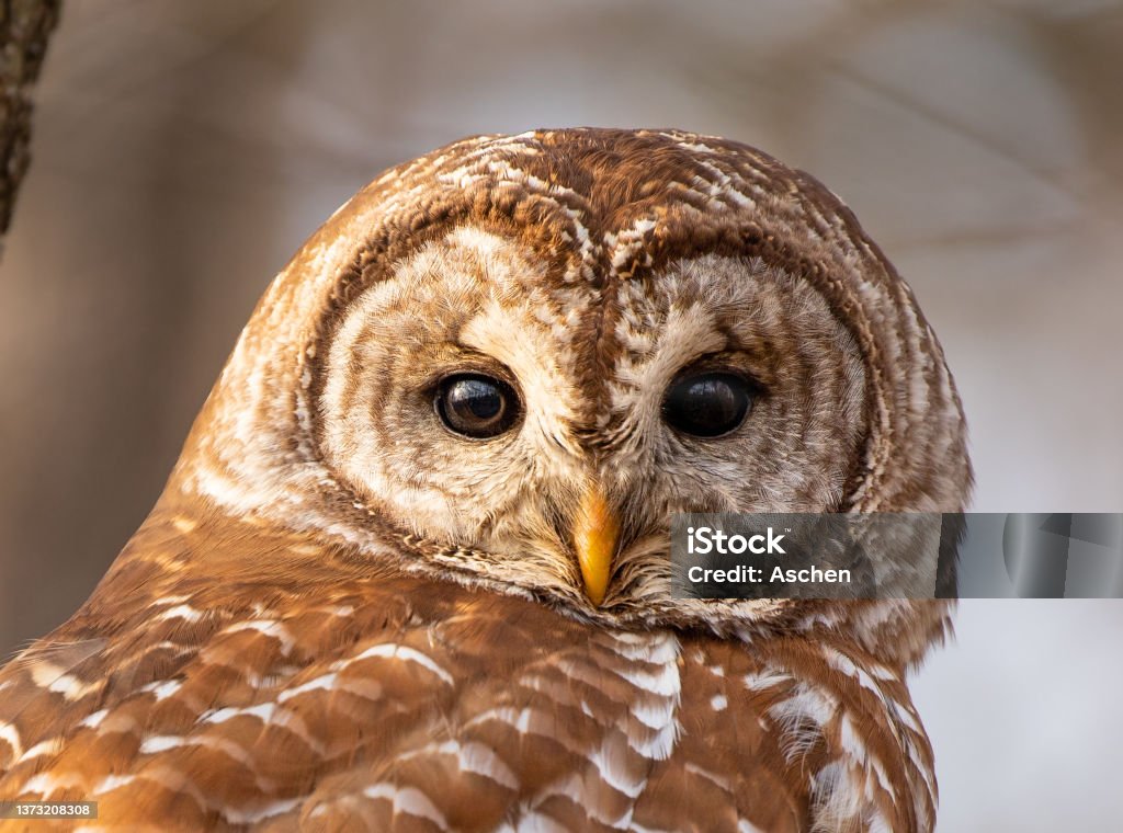Close up of barred owl head Barred Owl Stock Photo