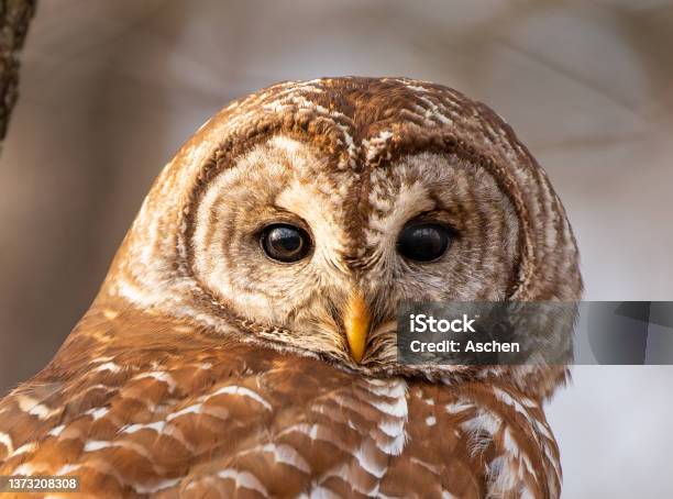 Close Up Of Barred Owl Head Stock Photo - Download Image Now - Barred Owl, Close-up, Portrait