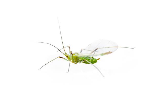 Green Fly or Aphid Parasite Pest Insect Isolated on White Background
