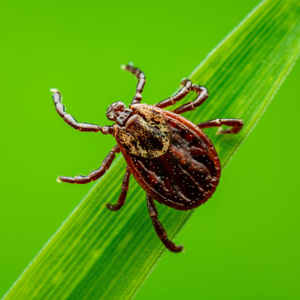 Encephalitis Tick Insect Crawling on Grass. Lyme Borreliosis Disease, Encephalitis, DTV or Powassan Virus Infectious Dermacentor Tick Arachnid Parasite Macro. stock photo