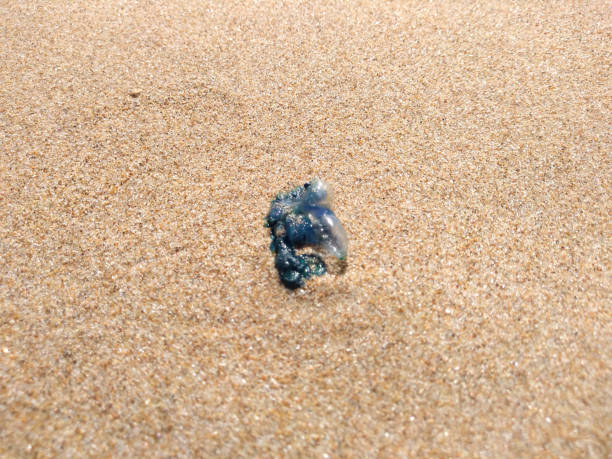 istock Portuguese man-of-war stranded on the sand. 1373208984