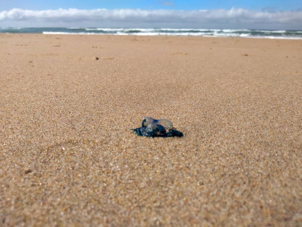 istock Portuguese man-of-war stranded on the sand. 1373209487