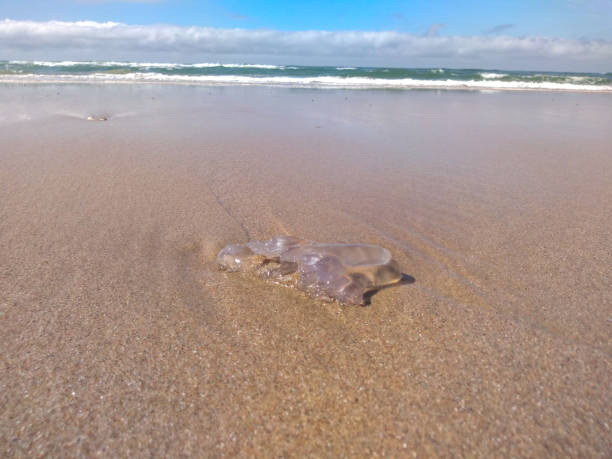 istock Portuguese man-of-war stranded on the sand. 1373209489