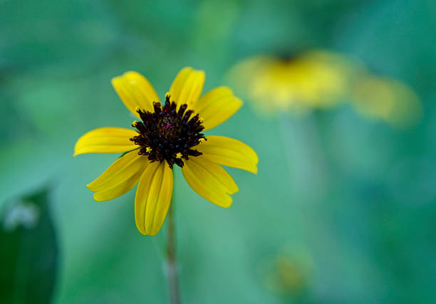 Black-eyed Susan With Teal Background stock photo