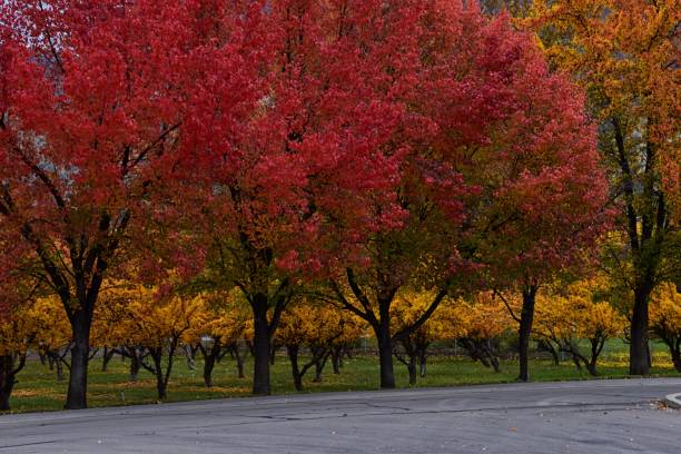 Fall landscape, bright orange red yellow leaves on trees lining road. Colorful fall city park, fall background up State Street in Provo Utah approaching the Utah State Hospital, USA. paisaje de otoño, hojas de color amarillo rojo anaranjado brillante en los árboles que bordean la carretera. colorido parque de la ciudad de otoño, fondo de otoño en state street en provo utah acercándose al hospital estatal de utah, ee. uu.