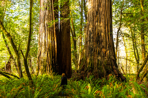 Single woman standing in front of enormous large tall redwood trees in valley grove with lush green foliage and soft golden light, Northern California.