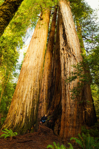 Woman sitting underneath tall majestic Redwood tree