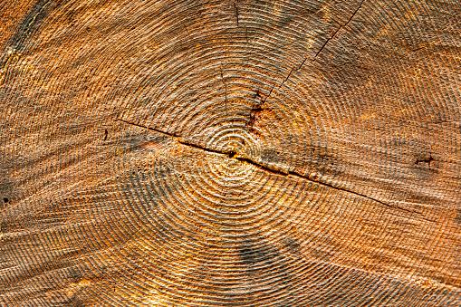 End grain of large wooden cut down tree stump, raw material background.