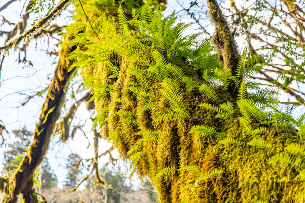 Overgrown tree trunk covered in moss and fern