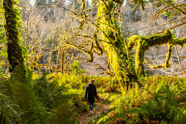 istock Women walking alone through dense green overgrown rainforest vegetation with tall moss covered trees. 1373216233