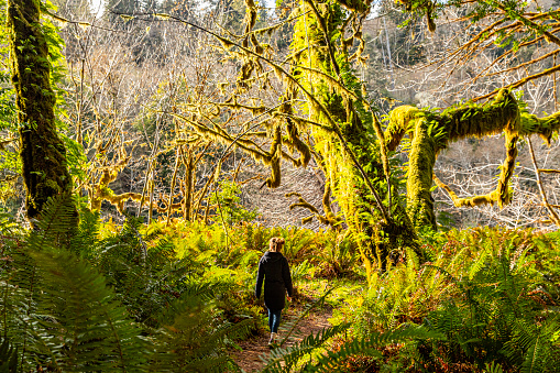 Women walking alone through dense green overgrown rainforest vegetation with tall moss covered trees in Northern California nature reserve.