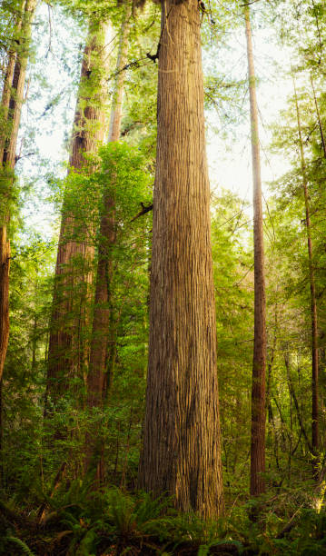 istock Giant Sequoia trees in California forest 1373216245