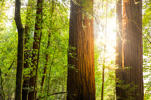 Sunlight shining through redwood trees