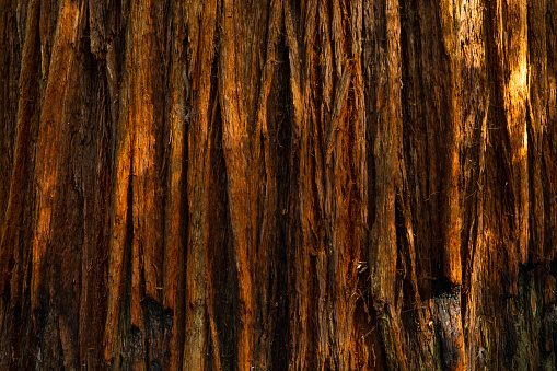 Close up of bark textured detail on large redwood tree in redwood national forest