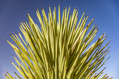 Desert plant in bright summer sun