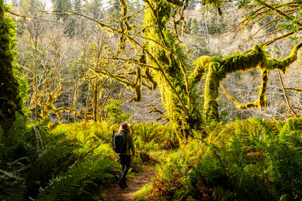 istock Hiker walking through overgrown redwood forest 1373216391