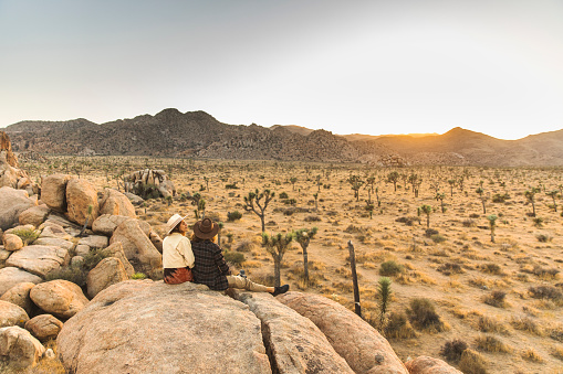 Joshua trees and rock formations on a winter day.