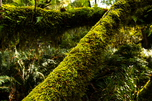 Overgrown fallen tree trunk covered in moss and ferns in Redwood valley.